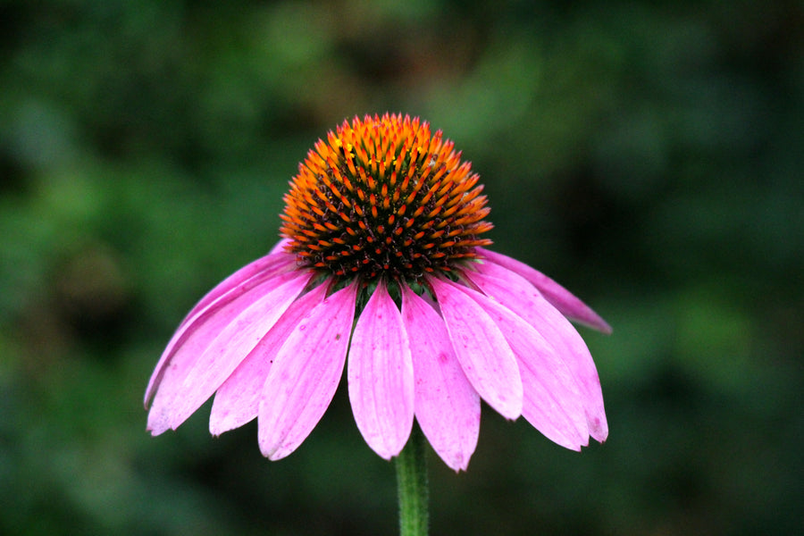 Echinacea: Your September Ally for Holistic Wellness